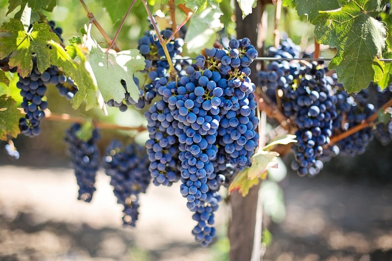 Hollywood grapevine
